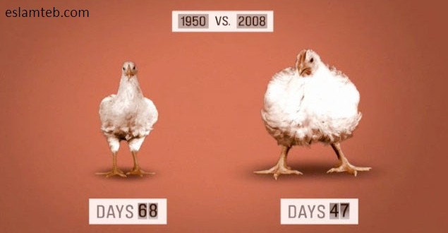 بیوتروریسم -دستکاری ژنتیکی مرغ