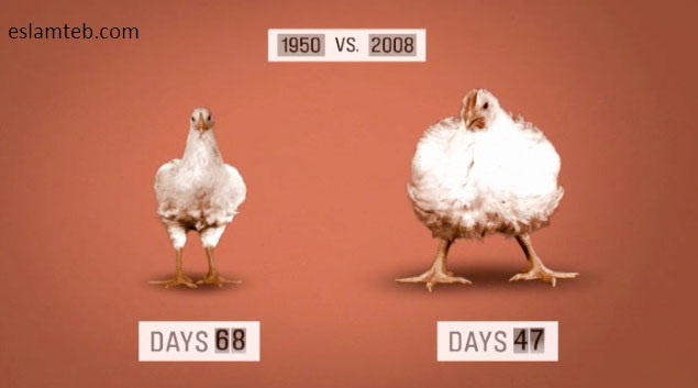 بیوتروریسم -دستکاری ژنتیکی مرغ