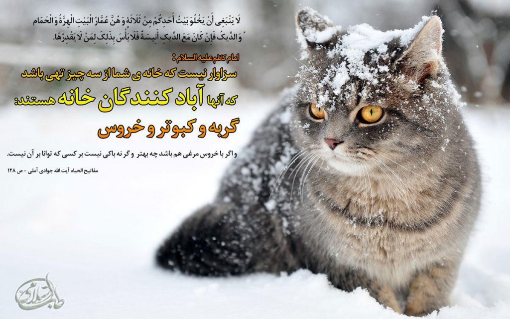 نگه-داری-گربه-طب-اسلامی (2)