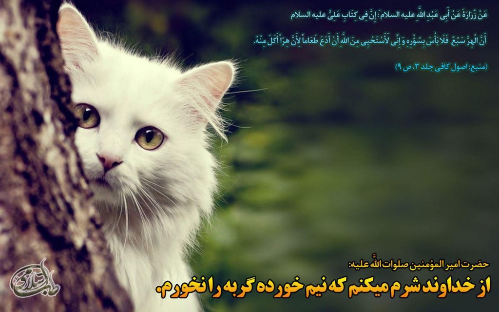 نگه-داری-گربه-طب-اسلامی (4)