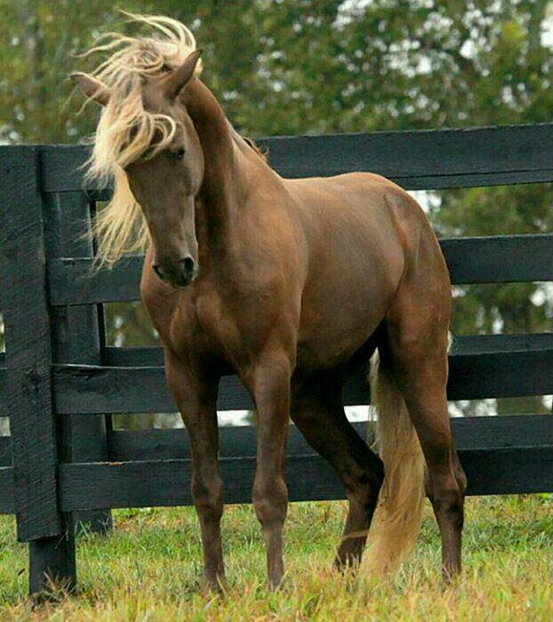 قویترین نژاد اسب سوارکاری (Horseback riding)و فواید طبی آن -جایگاه اسب در سبک زندگی اسلامی