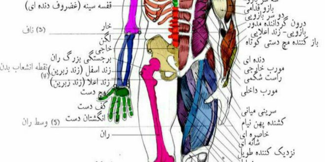 تشریح و آناتومی در منابع طب اسلامی
